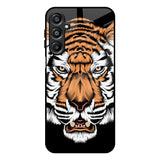 Angry Tiger Samsung Galaxy A16 5G Glass Back Cover Online