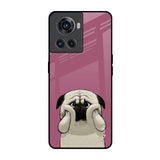 Funny Pug Face OnePlus 10R 5G Glass Back Cover Online